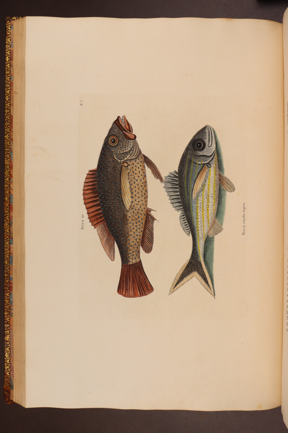 Plate 7